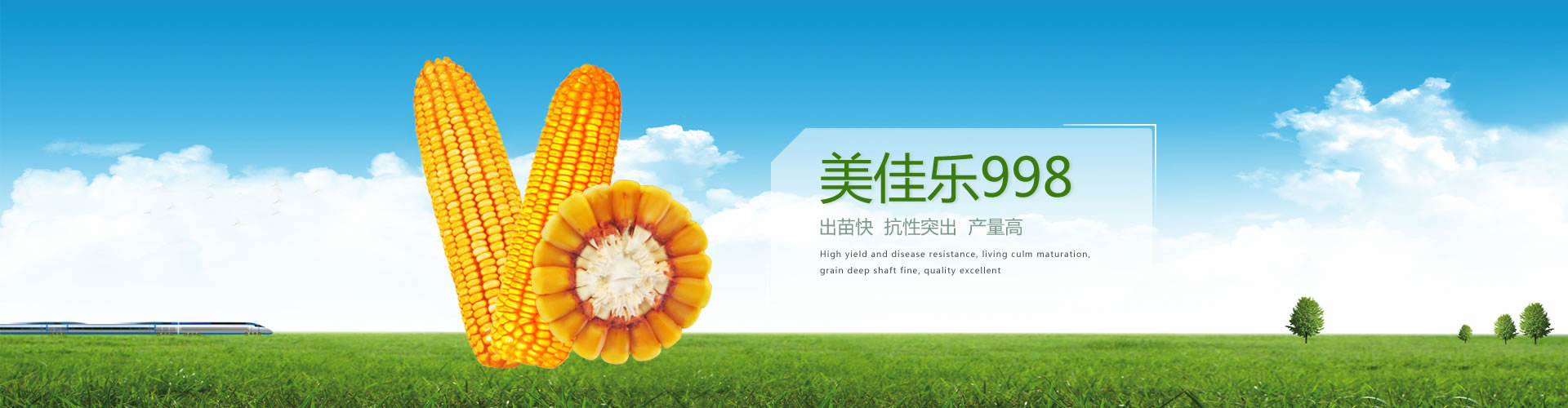 磐石玉米種子