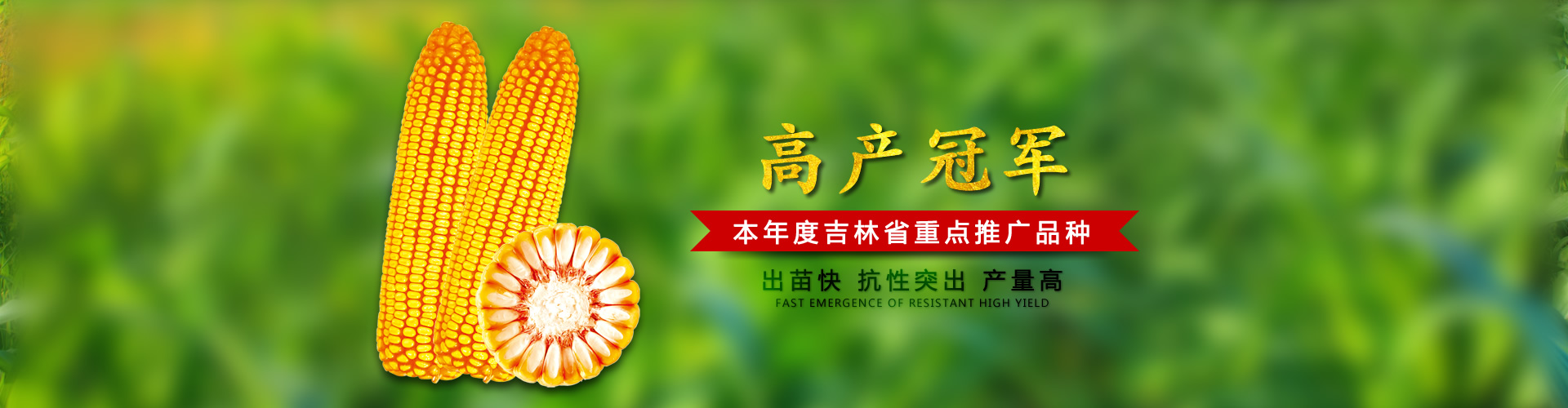 吉林玉米種子