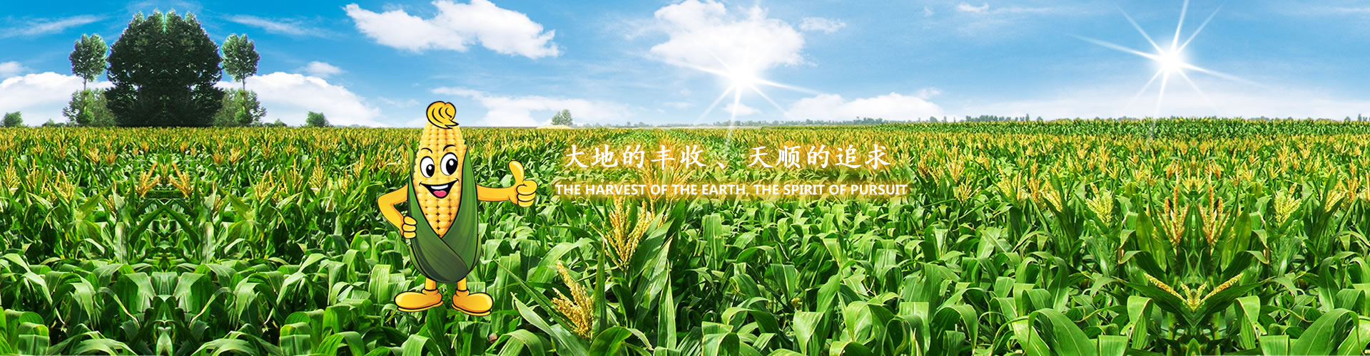 玉米種子
